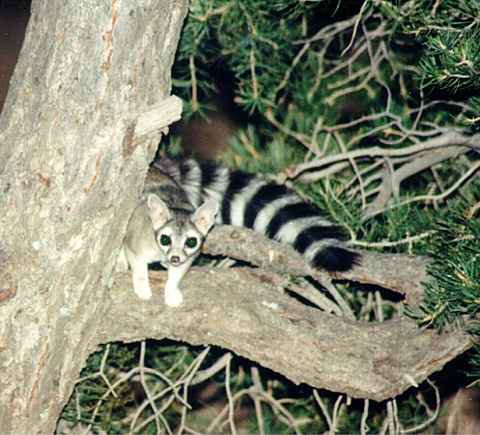 ringtailcat1.jpg