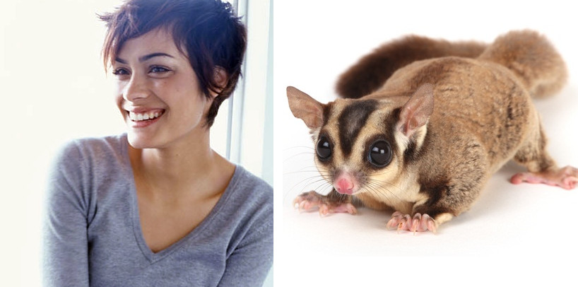sugarglider.jpg