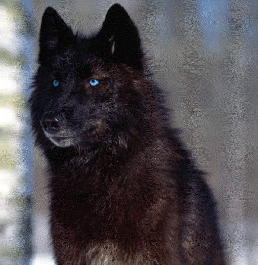 ob_fb01fd_tumblr-mh01k3tfoi1r257ybo1-1280.gif