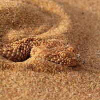 Sah Snake Ava 1.jpg