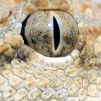 Sah Snake Ava 4.jpg