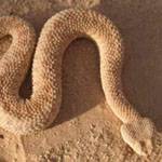 Sah Snake Ava 2.jpg
