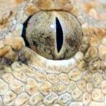 Sah Snake Ava 4.jpg