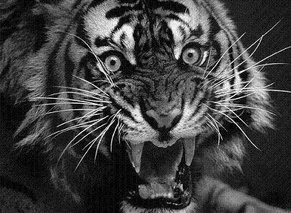 tiger2.jpg