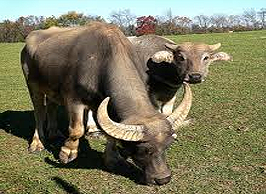 cattle.png