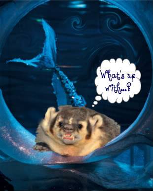 badger-1-1-2.jpeg