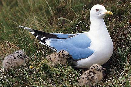 Blue-Gull.jpg