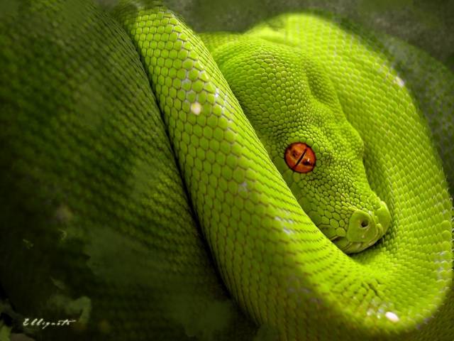 green-snake-02.jpg