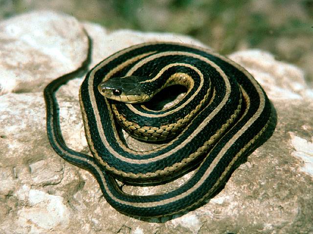 e_gartersnake.jpg