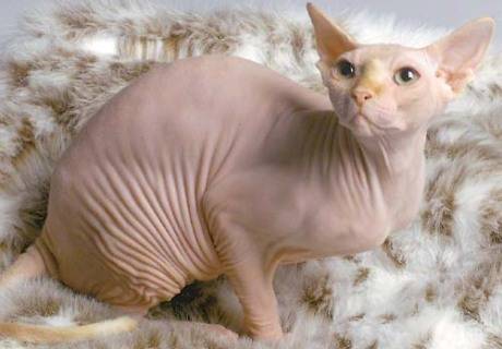 hairless_cat.jpg