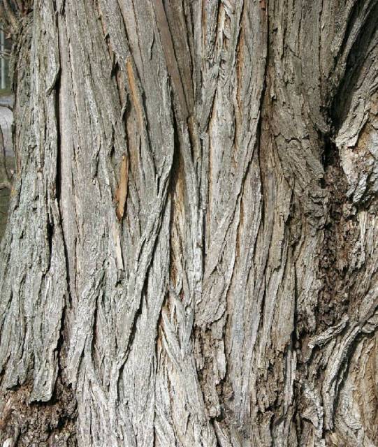 willow bark.jpg