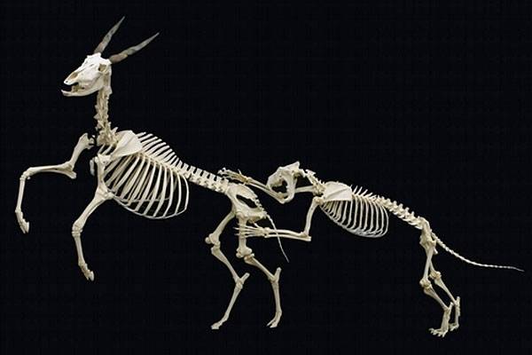 osteologyhall.jpg
