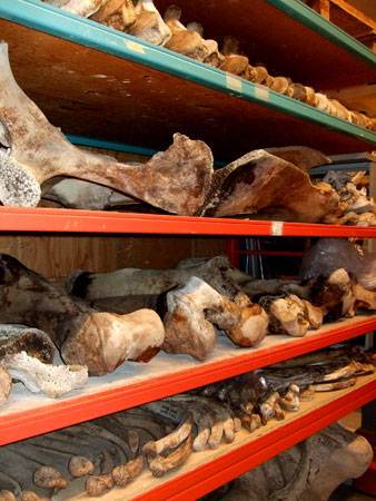 boneshelf.jpg