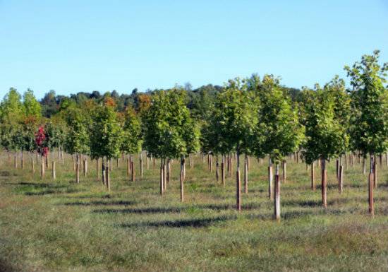 The Scarlet Saplings.jpg