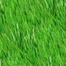 grassbackground.jpg
