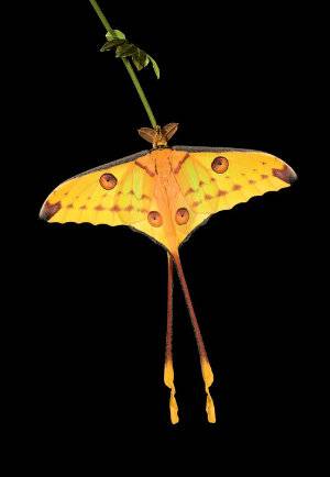 Dancing Moth.jpg