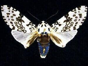 Snow Moth.jpg