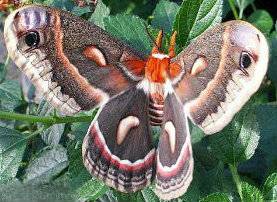 Bloodwood Moth.jpg