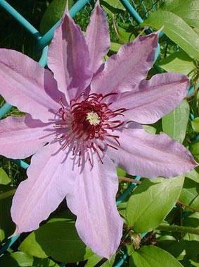 Lunar Clematis.jpg