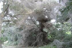 Spirian Marble Spider Nest.jpg