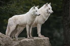Sky Wolf.jpg