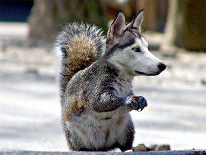 Pointed Squirrel.jpg