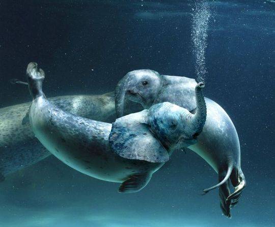 Trumpet Seal.jpg