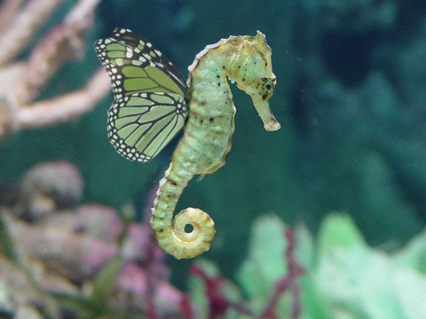 butterfly horse.jpg