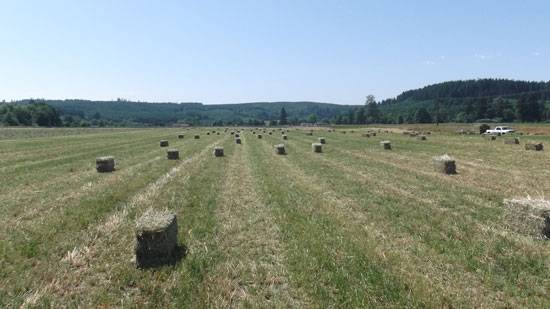 hay3.jpg
