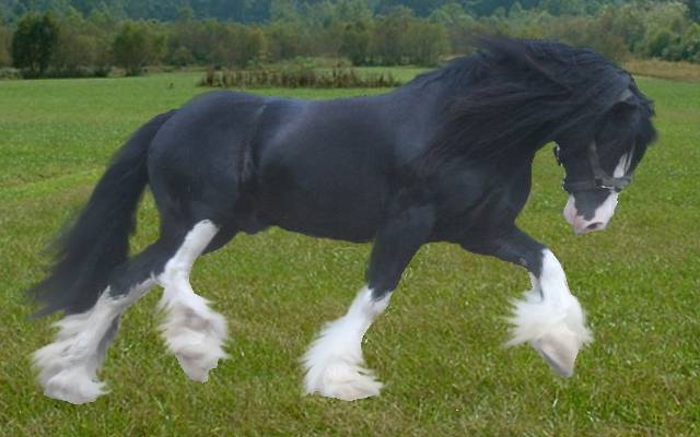 septimus.jpg