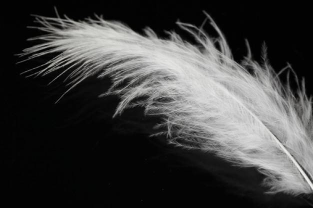 flying-white-feather-quills-tender_3304078.jpg
