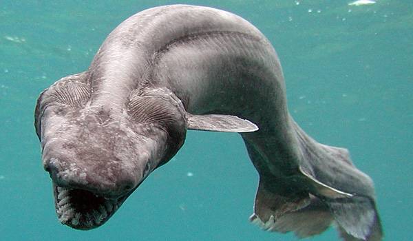 Frilled Shark.jpg