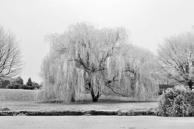 Frostbaring Willow.jpg