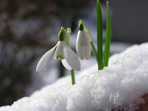 10-winter-plants-4.jpg