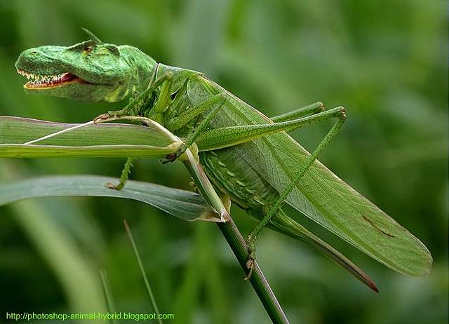 Fang Locust.jpg
