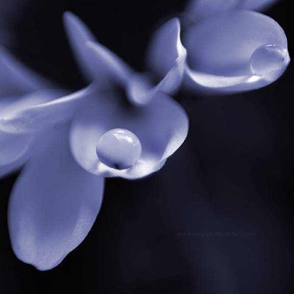 anna earwen - holding gently.jpg