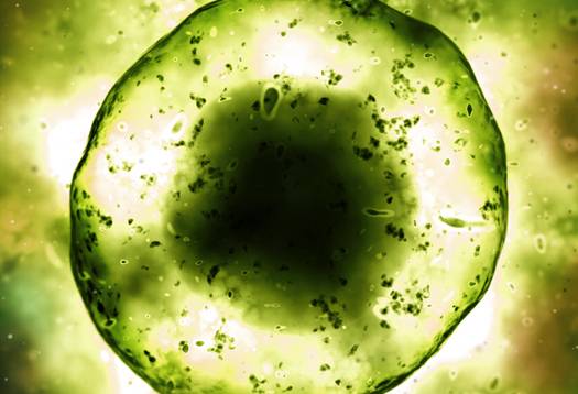 human_cell_1.jpg