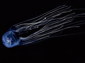 box-jellyfish-t2.jpg