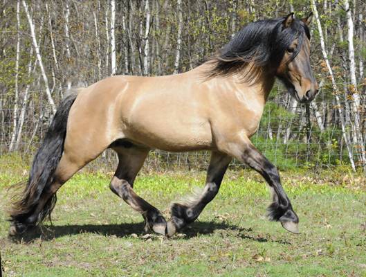 horses_for_sale_4_3788584292.jpeg