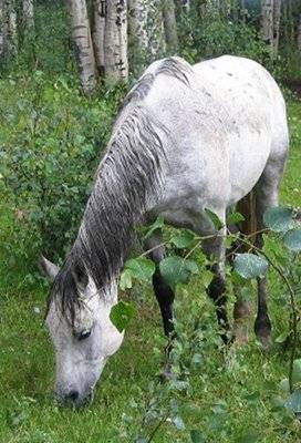 mountain_pony.jpg