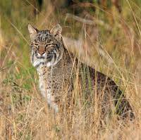 bobcat.jpeg