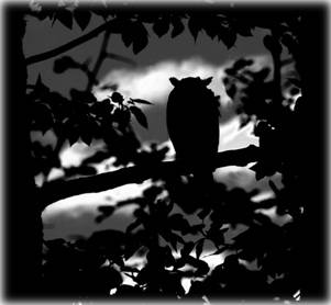 hiding2.jpg