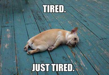 dogtired.jpg
