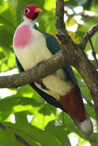 chakamabird-1.jpeg