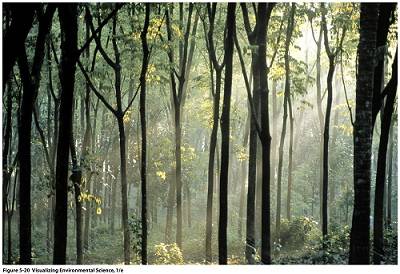 forest02.jpg