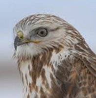 rough_legged_hawk_02.jpeg
