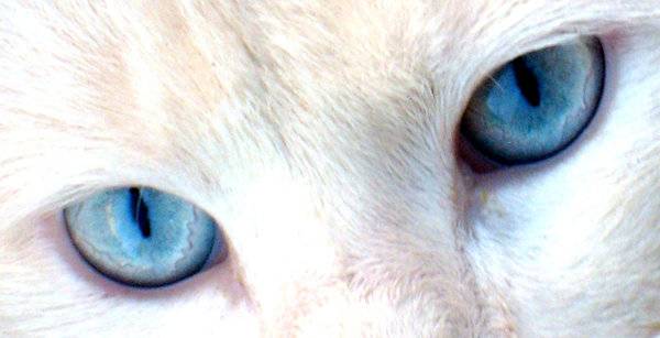 Powerful_eyes_by_M_Vasiley.jpg