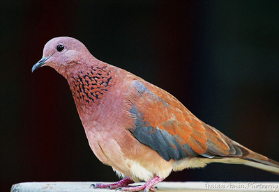 laughingdove.png