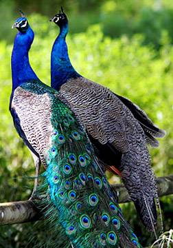 Peafowl-male-female.jpg
