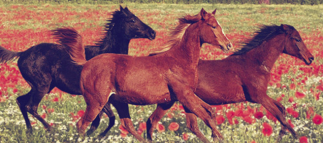 horses.png
